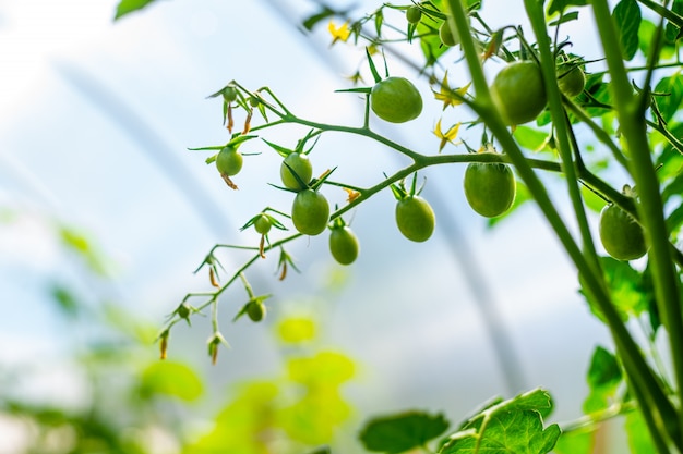 Planta em crescimento. Galho de tomate com flores e frutas verdes pequenas closeup em estufa