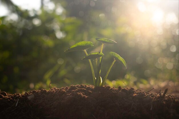 Planta em crescimento Planta jovem de manhã luz no fundo da terra Novo conceito de vidaPlantinha pequena no chão na primavera