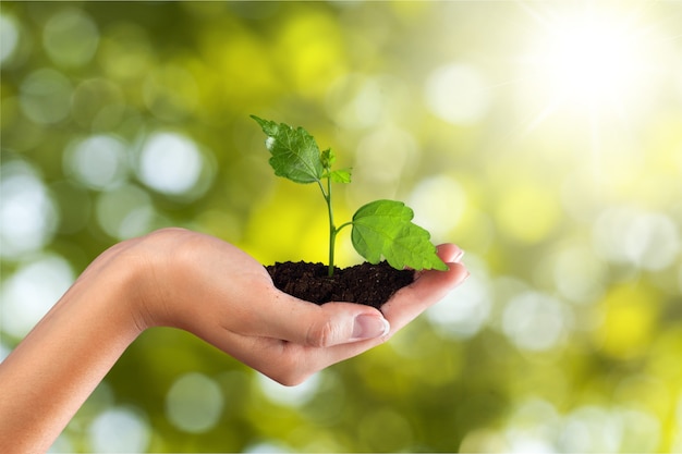 Planta em crescimento verde na mão humana em um fundo natural bonito