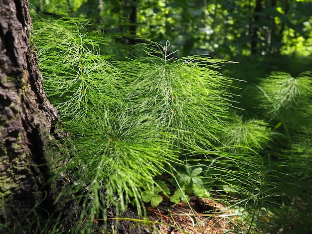 Planta em forma de samambaia na floresta Lindas folhas verdes graciosas Polypodiphyta um departamento de plantas vasculares que inclui samambaias modernas e antigas plantas superiores