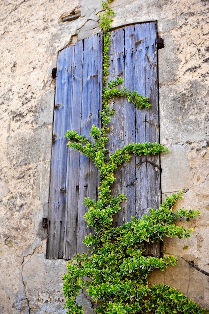 Planta em um obturador