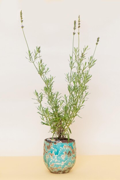 Planta em vaso caseira em um fundo branco e amarelo