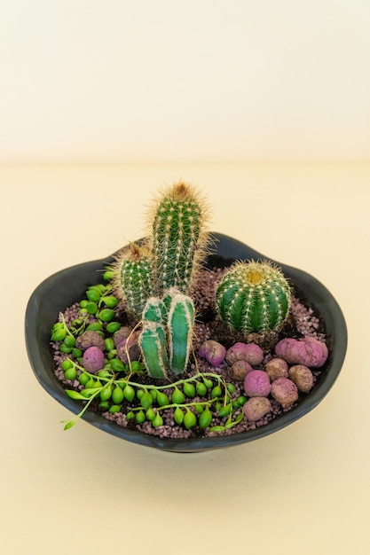 Planta em vaso caseira em um fundo branco e amarelo