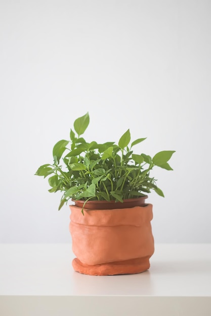 Planta em vaso caseira Ramos verdes com folhas no vaso de flores de cerâmica feito à mão