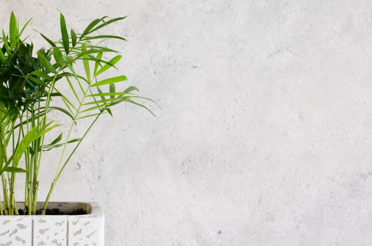 Planta em vaso Chamaedorea perto da parede de concreto cinza