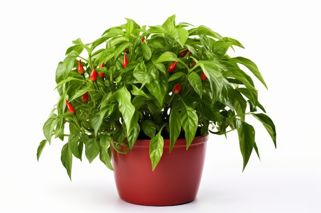 Planta em vaso com folhas verdes e bagas vermelhas sobre um fundo branco