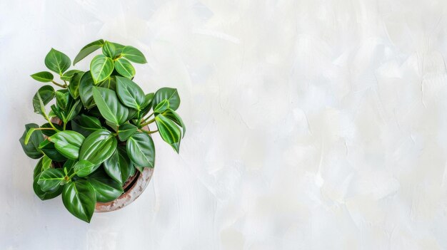 Planta em vaso com folhas verdes em fundo branco