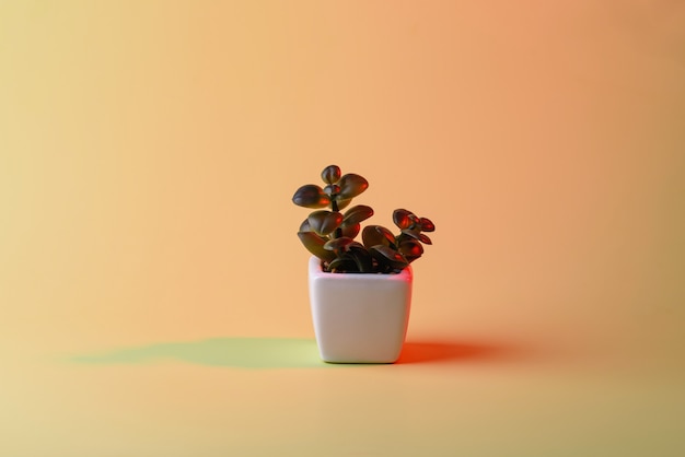 Planta em vaso com sombras duplas coloridas