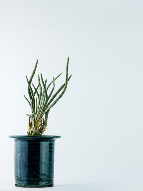 Foto planta em vaso contra fundo branco