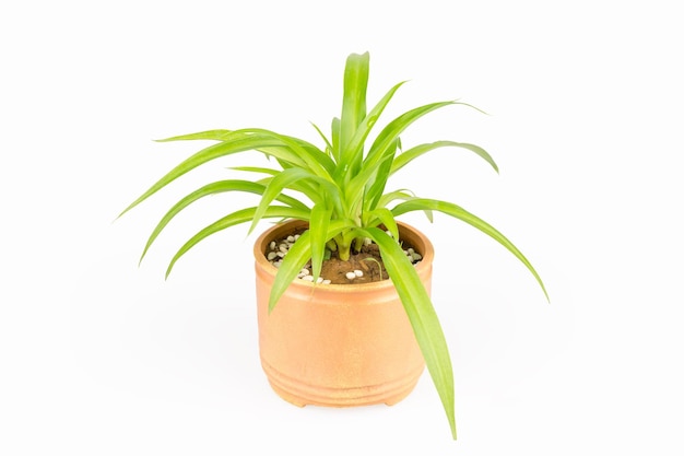 Planta em vaso de plantas isoladas em um fundo branco