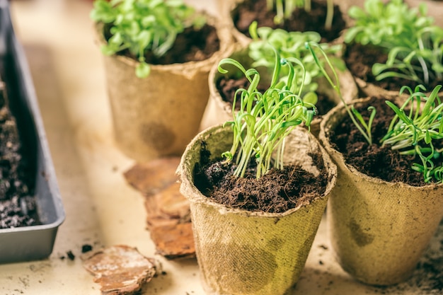 Planta em vaso de turfa de mudas em uma mesa de madeira