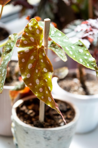 Planta em vaso em casa begônia decorativa decídua no interior da casa Hobbies em crescer cuidando de plantas jardinagem com efeito de estufa em casa