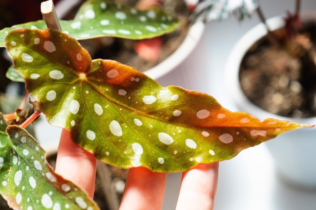 Planta em vaso em casa begônia decorativa decídua no interior da casa Hobbies em crescer cuidando de plantas jardinagem com efeito de estufa em casa