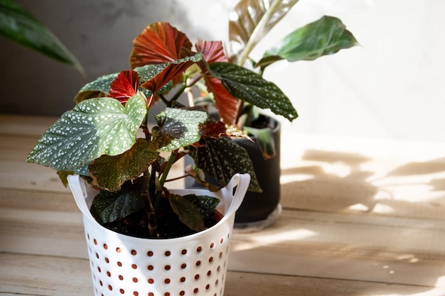 Planta em vaso em casa begônia decorativa decídua no interior da casa Hobbies em crescer cuidando de plantas jardinagem com efeito de estufa em casa