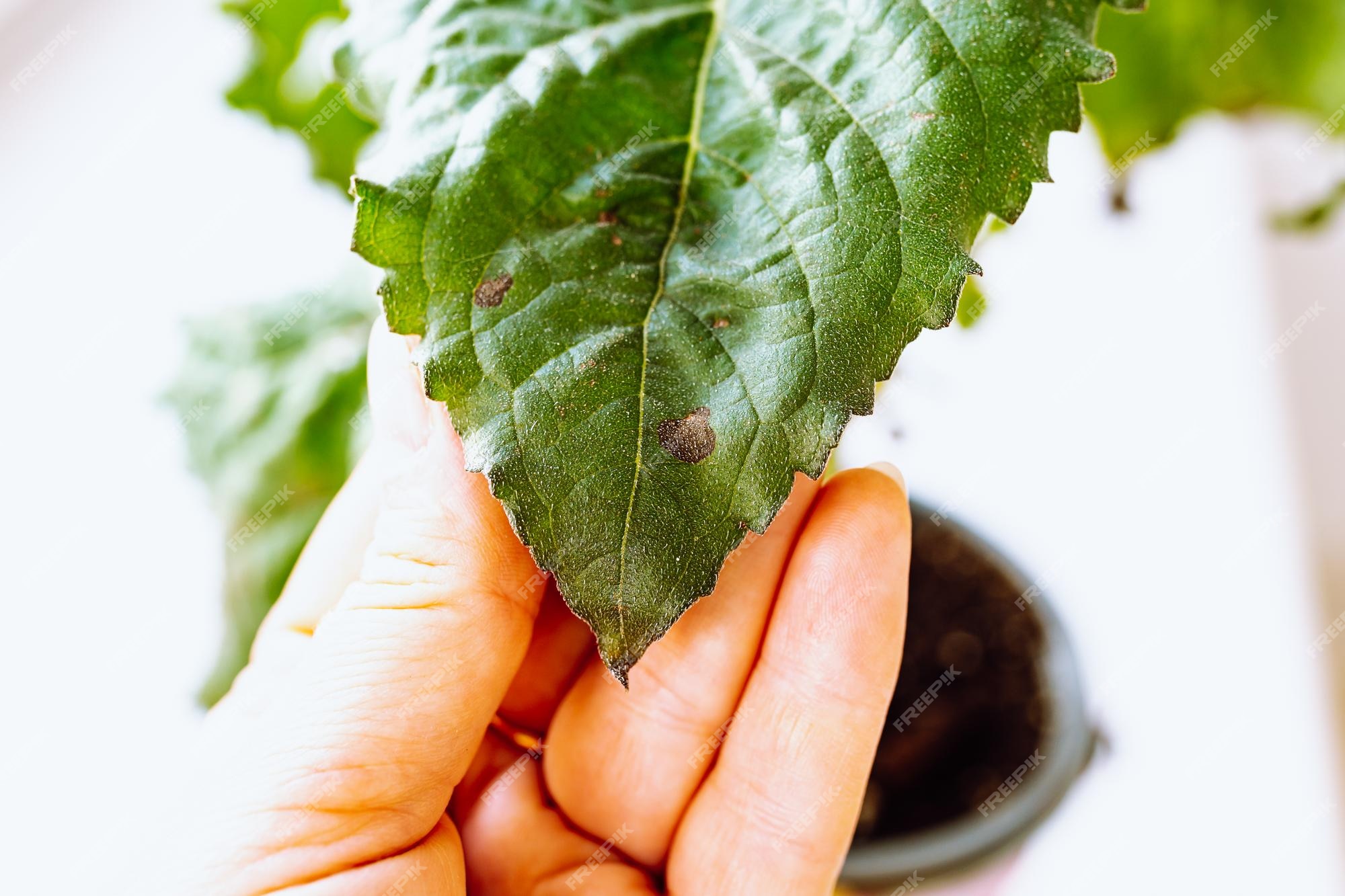 Planta em vaso em casa doente. folhas de plantas em vaso, com manchas  marrons escuras, bordas secas