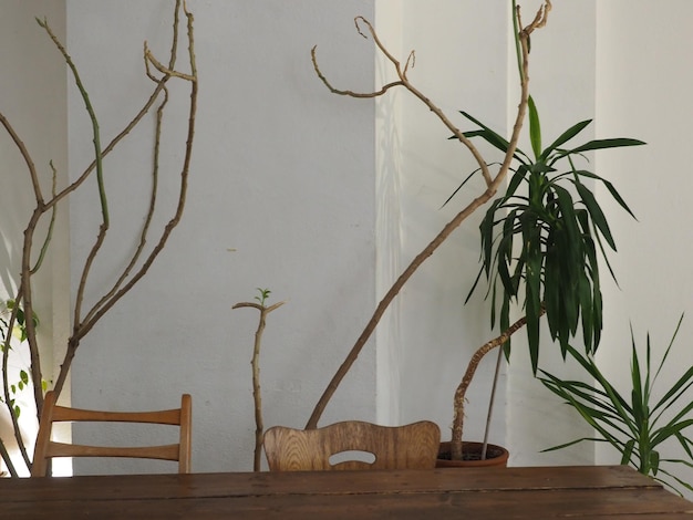 Foto planta em vaso em casa