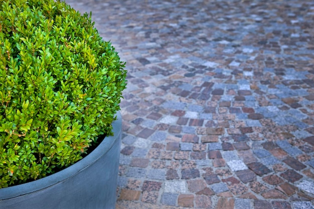 Planta em vaso em uma praça na cidade