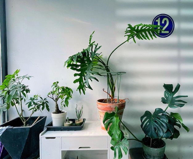 Planta em vaso encostada na parede