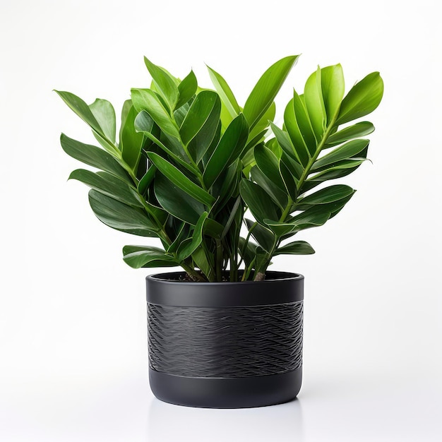 Planta em vaso interno Zanzibar gem ZZ Plant Zamioculcas Zamifolia isolada em fundo branco