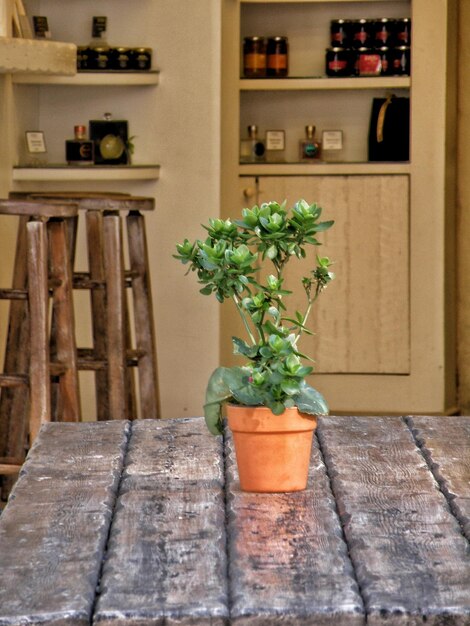 Foto planta em vaso na calçada