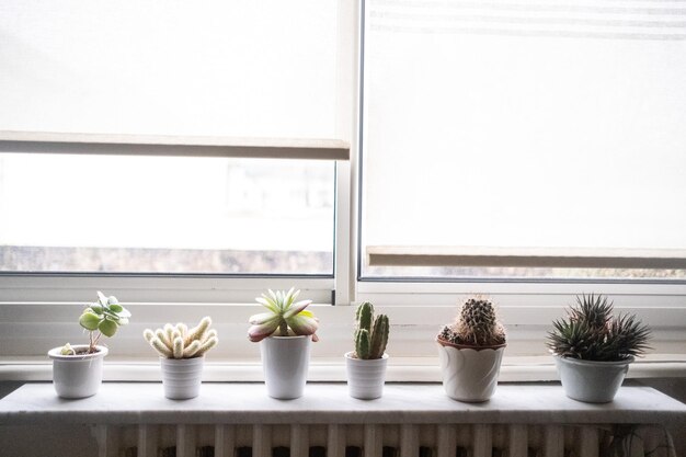 Planta em vaso na janela