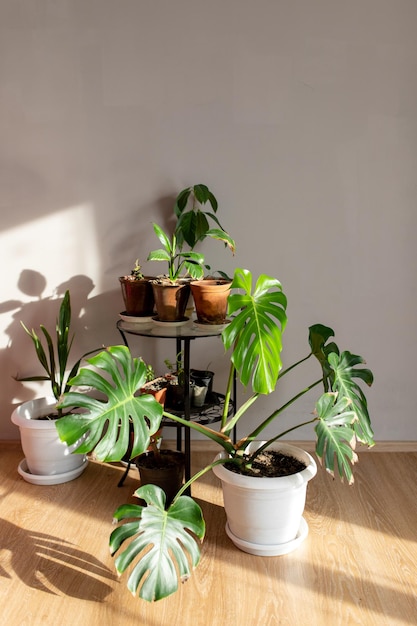 Foto planta em vaso na mesa contra a parede