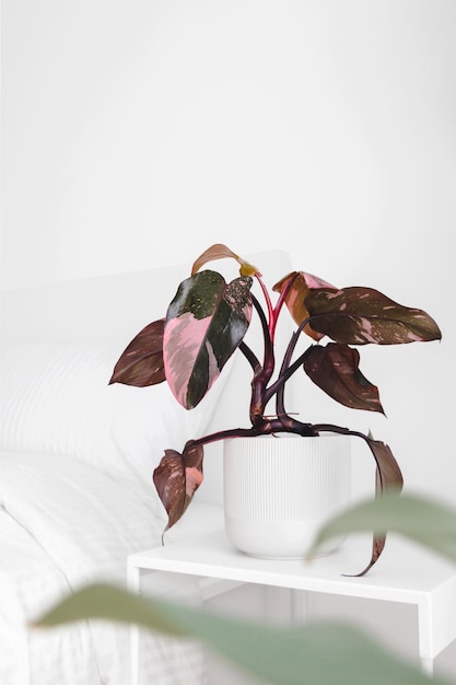 Planta em vaso na mesa de noite em casa