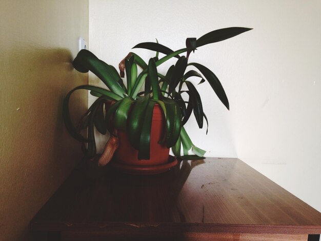 Planta em vaso na parede