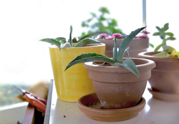 Planta em vaso na pequena mesa e equipamento de jardinagem em uma estufa