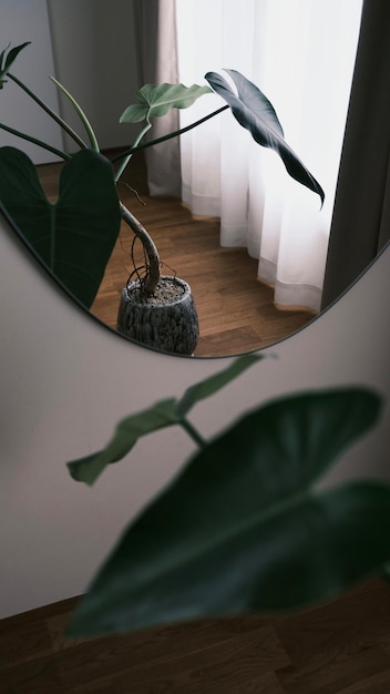 Planta em vaso no espelho