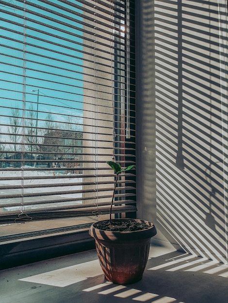 Foto planta em vaso no peitoril da janela de um edifício