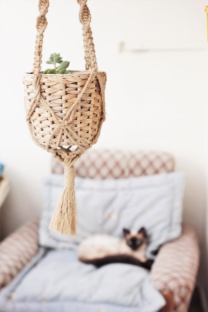 Planta em vaso pendurada em casa