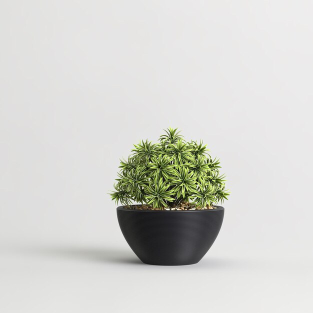 Planta em vaso preta isolada na luz de fundo