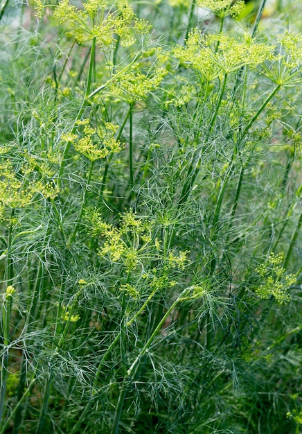 Foto planta de eneldo en el jardín floración de eneldo bloomsl hojas de hinojo fondo de hoja verde