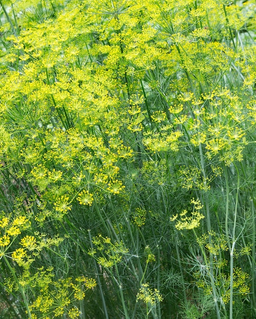 Planta de eneldo en el jardín.