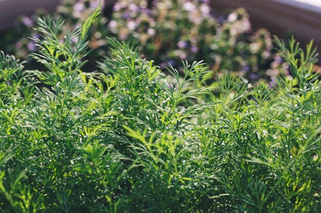 Foto planta de eneldo perfumado