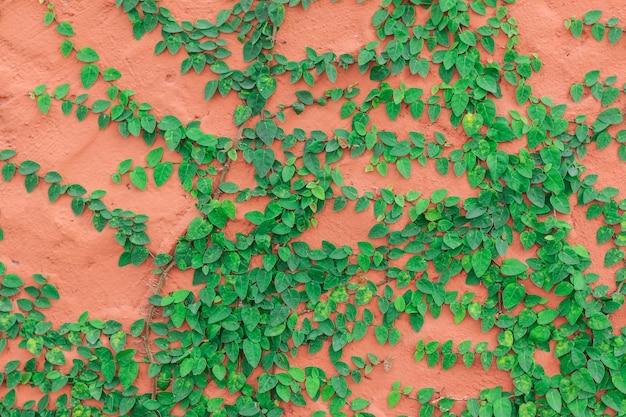 Planta de enredadera verde que crece en la pared de cemento rojo