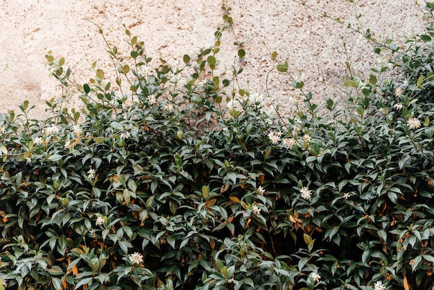 Planta enredadera verde que sube la pared moteada