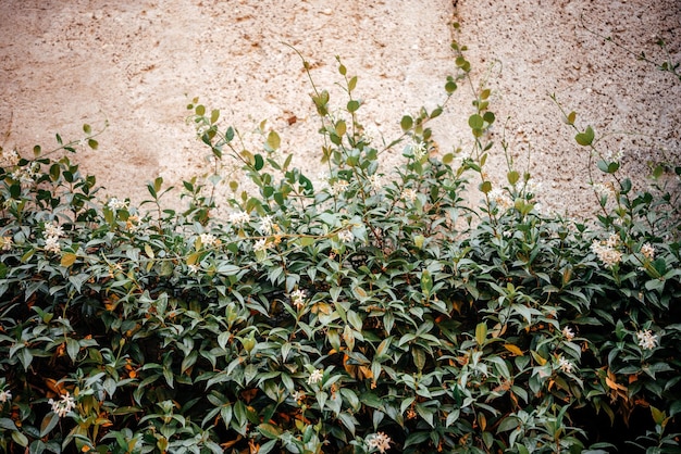 Planta enredadera verde que sube la pared moteada