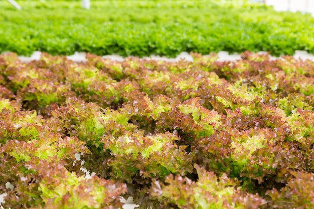 planta de ensalada de hojas de lechuga roja en el sistema hidropónico