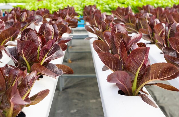 Planta de ensalada de lechuga de hojas rojas orgánicas frescas en sistema de granja de vegetales hidropónicos