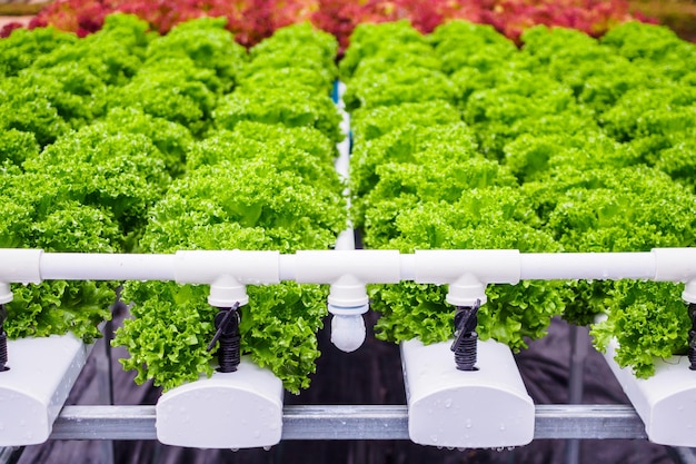 Planta de ensalada de lechuga de hojas verdes orgánicas frescas en sistema de granja de vegetales hidropónicos