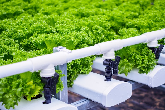 Planta de ensalada de lechuga de hojas verdes orgánicas frescas en sistema de granja de vegetales hidropónicos