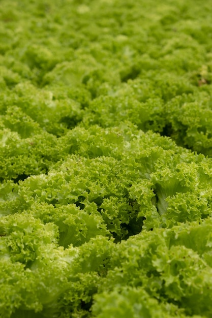 Planta de ensalada de lechuga de roble verde orgánico fresco en sistema de granja de vegetales hidropónicos