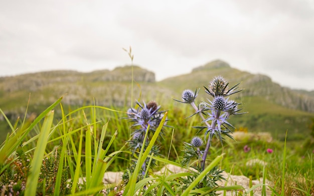 Planta de Eryngium planum en la Cordillera Cantábrica