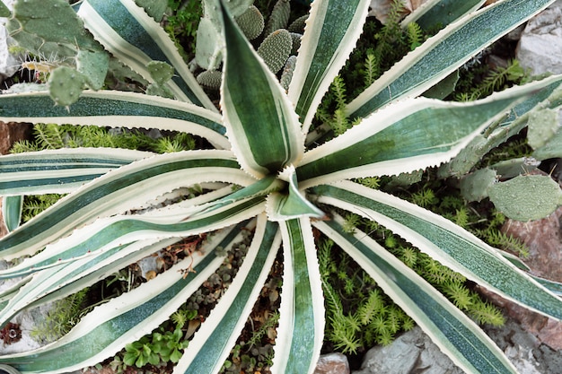 La planta escarlata crece entre los cactus.