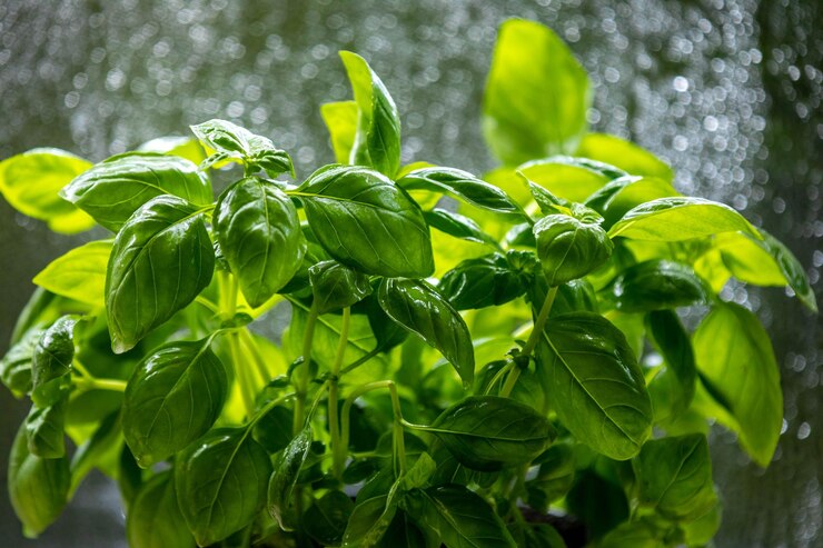 Foto planta especial de manjericão para pizzas e receitas italianas