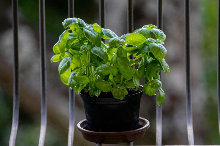 Foto planta especial de manjericão para pizzas e receitas italianas
