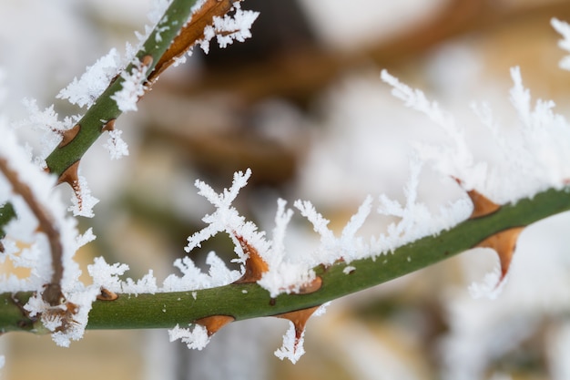 Planta de espinas congeladas cubierta de cristales de hielo.