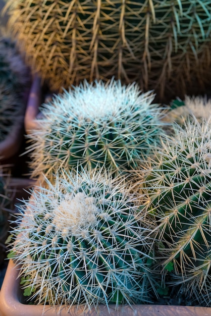 Planta espinhosa do cacto.